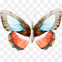 蝴蝶水彩画剪贴画-蝴蝶-空若网 蝴蝶水彩画剪贴画-蝴蝶-空若网