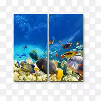 大蓝洞伯利兹大堡礁伯利兹城凯恩斯-空若网 大蓝洞伯利兹大堡礁伯利兹城凯恩斯-空若网