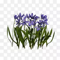 Crocus VIP无线电电子邮件-番红花-空若网 Crocus VIP无线电电子邮件-番红花-空若网