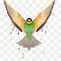 喙翅鸟昆虫羽毛多边形鸟-空若网 喙翅鸟昆虫羽毛多边形鸟-空若网