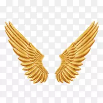 金翼鸟尾摄影剪贴画.翅膀-空若网 金翼鸟尾摄影剪贴画.翅膀-空若网