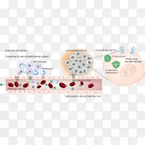 药物注射癌症-沈越-空若网 药物注射癌症-沈越-空若网