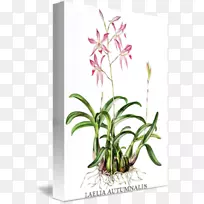 ����ֲ���ͼ-������