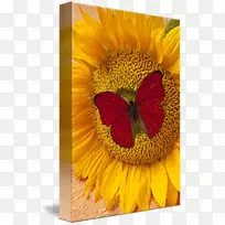 蝴蝶普通向日葵昆虫黄红蝴蝶-空若网 蝴蝶普通向日葵昆虫黄红蝴蝶-空若网