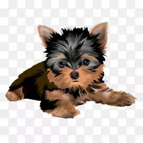 约克郡猎犬-空若网 约克郡猎犬-空若网