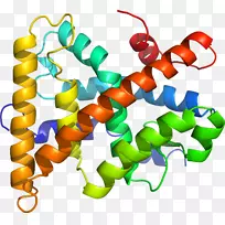 人体珠宝线有机体剪贴画线-空若网 人体珠宝线有机体剪贴画线-空若网