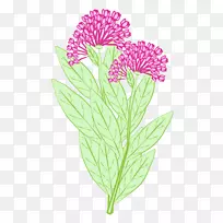 王蝶乳草花瓣昆虫植物-空若网 王蝶乳草花瓣昆虫植物-空若网