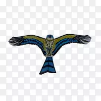 鹰嘴鹰-空若网 鹰嘴鹰-空若网