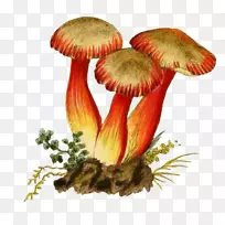 插图-手工绘制蘑菇-空若网 插图-手工绘制蘑菇-空若网