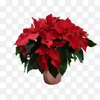 花卉设计切花花束花盆-花-空若网 花卉设计切花花束花盆-花-空若网