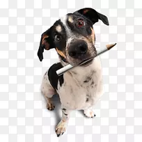 犬种小狗Lidé.cz鼻子-小狗-空若网 犬种小狗Lidé.cz鼻子-小狗-空若网