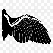 翅膀鸟类似颜色羽毛类比鸟-空若网 翅膀鸟类似颜色羽毛类比鸟-空若网