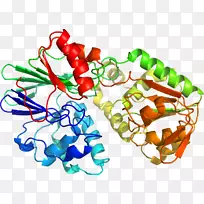 �л��������-������