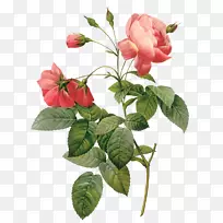 摄影花玫瑰剪贴画-花-空若网 摄影花玫瑰剪贴画-花-空若网