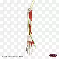 手指-空若网 手指-空若网