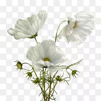 开花植物中心友谊花瓣花-空若网 开花植物中心友谊花瓣花-空若网