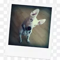 犬种小鹿鼻子-小狗-空若网 犬种小鹿鼻子-小狗-空若网