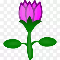 Nelumbo nucifera��ͼ����ͼ��������ۺ컨��ͨ-������