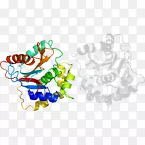 ������Ϊ��Ҷʳ�������-������