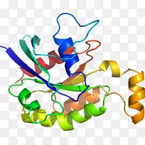 Ҷֲ�ﾥ�߼�����-Ҷ-������