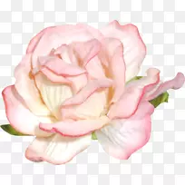 花园玫瑰博客花卉设计剪贴画-空若网 花园玫瑰博客花卉设计剪贴画-空若网