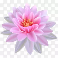 埃及荷花白花剪贴画-粉红色睡莲PNG剪贴画-空若网 埃及荷花白花剪贴画-粉红色睡莲PNG剪贴画-空若网