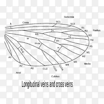 昆虫翅甲虫.收集和保存昆虫的李约瑟系统指示.甲虫-空若网 昆虫翅甲虫.收集和保存昆虫的李约瑟系统指示.甲虫-空若网