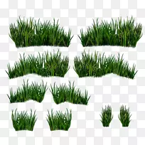 香根草植被商品草坪-空若网 香根草植被商品草坪-空若网