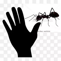 蚂蚁昆虫剪贴画-昆虫-空若网 蚂蚁昆虫剪贴画-昆虫-空若网