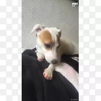 培育小狗鼻子-小狗-空若网 培育小狗鼻子-小狗-空若网