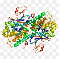 人体珠宝线有机体剪贴画线-空若网 人体珠宝线有机体剪贴画线-空若网