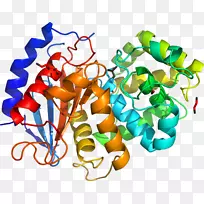 �����߶����������-������