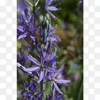 英国薰衣草花颠茄紫罗兰-空若网 英国薰衣草花颠茄紫罗兰-空若网