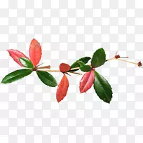 开花植物芽植物茎叶花瓣-仅在今天-空若网 开花植物芽植物茎叶花瓣-仅在今天-空若网