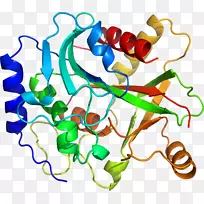 人体首饰有机体线剪贴画线-空若网 人体首饰有机体线剪贴画线-空若网