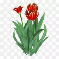 郁金香花切花-空若网 郁金香花切花-空若网