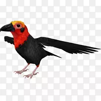 �½�ݶ���Ⱥ��ë-������