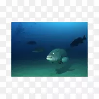 海洋生物海洋水下海洋-海洋-空若网 海洋生物海洋水下海洋-海洋-空若网