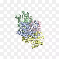 树身珠宝字体脂肪酸延伸途径-空若网 树身珠宝字体脂肪酸延伸途径-空若网