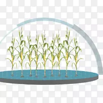 禾本科玉米植物科学玉米耳虫植物-空若网 禾本科玉米植物科学玉米耳虫植物-空若网