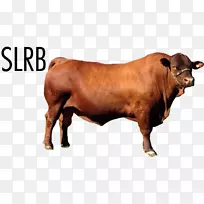 牛鼻牛-空若网 牛鼻牛-空若网