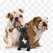 法国斗牛犬猫小狗宠物猫-空若网 法国斗牛犬猫小狗宠物猫-空若网