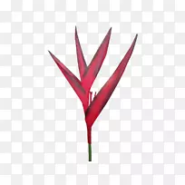 叶开花植物茎植物-叶-空若网 叶开花植物茎植物-叶-空若网