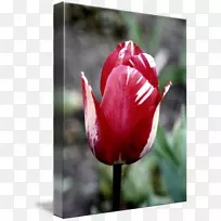 郁金香花瓣芽红郁金香-空若网 郁金香花瓣芽红郁金香-空若网