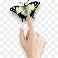 澳大利亚蝴蝶博物馆悉尼艺术绘画城-澳大利亚蝴蝶和飞蛾-空若网 澳大利亚蝴蝶博物馆悉尼艺术绘画城-澳大利亚蝴蝶和飞蛾-空若网