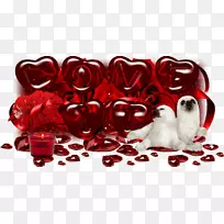 �����˽ں�ɫ������-�������������-������