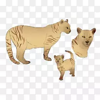 狮子猫虎陆生动物-狮子-空若网 狮子猫虎陆生动物-狮子-空若网