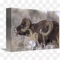 动物鼻子野生动物.羊角-空若网 动物鼻子野生动物.羊角-空若网