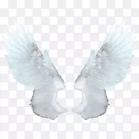 食品网络杂志动画-白天使翅膀PNG-空若网 食品网络杂志动画-白天使翅膀PNG-空若网