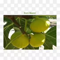 ��ͨ�޻���?n kestel��nazilli buharkent auglis-ficus carica-������